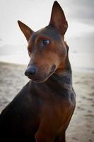 close up head of dark brown thai dog sitting on sea beach photo