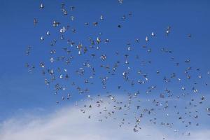 flock of speed racing pigeon flying against blue sky photo