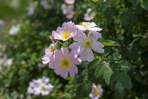 Rosehip flowers on a blurred green background with bokeh photo