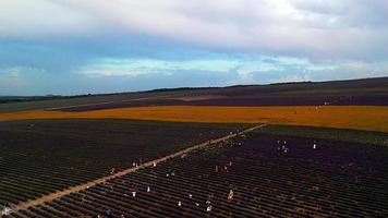 Aerial view of the sunset over the lavender field