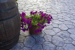 Background with petunia flowers in a pot on a paving stone photo