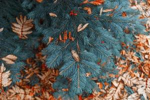 Blue spruce branches on an orange background of autumn leaves photo