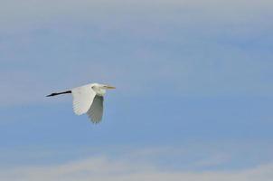 garza blanca volando foto