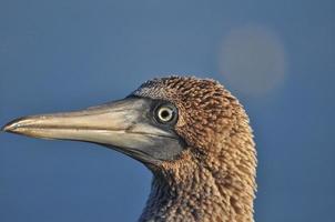 Blue Footed Boobie, Galapagos, Ecuador photo