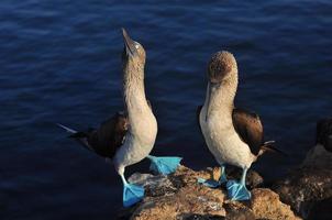 Piquero de patas azules, Galápagos, Ecuador foto