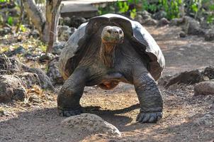 Galapagos Tortoise, Galapagos Islands, Ecuador photo