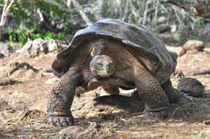 Galapagos Tortoise, Galapagos Islands, Ecuador photo