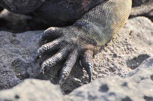 Marine Iguana Galapagos, Ecuador photo