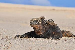 iguana marina galápagos, ecuador foto