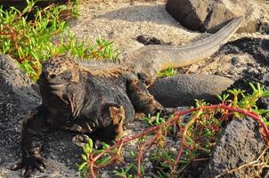 iguana marina, galápagos foto