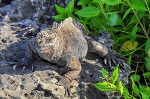 Marine Iguana Galapagos, Ecuador photo