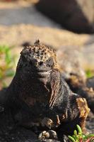 iguana marina galápagos, ecuador foto