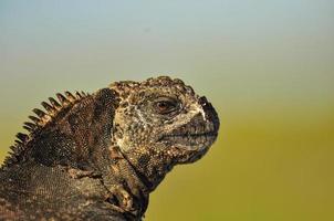 close up on an iguana head