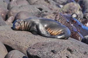 León marino durmiendo, Galápagos foto