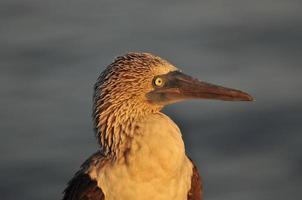 Blue Footed Boobie, Galapagos, Ecuador photo