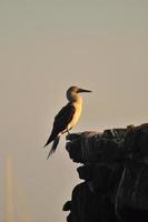 Blue Footed Boobie, Galapagos, Ecuador photo