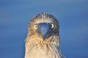 Blue Footed Boobie, Galapagos, Ecuador photo