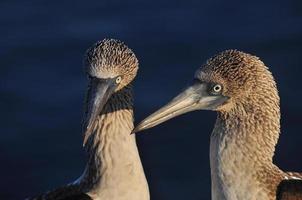 Blue Footed Boobie, Galapagos, Ecuador photo