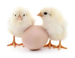Two chickens and egg photo