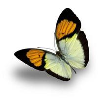 mariposa sobre un fondo whait foto