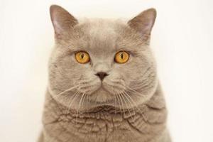 imágenes de gato, ojos de gato, imágenes del gato más hermoso, gato lindo, gato callejero, fondo hermoso gato, retrato de un gato en el suelo