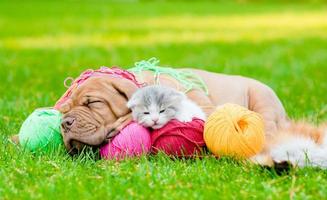 Bordeaux puppy dog and newborn kitten sleeping together on green grass