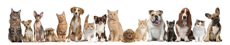 Grupo de perros y gatos delante de un fondo blanco foto