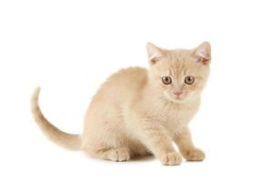 Ginger kitten isolated on a white