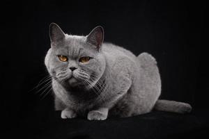 Gray shorthair British cat  on a black background