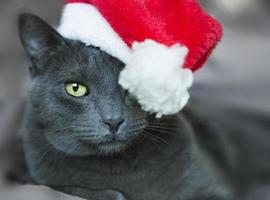 Christmas Cat - Gray Cat Santa, Christmas Pet with Santa Claus Hat