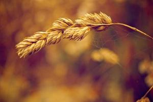 wild grass macro photo