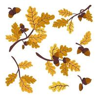 Gold and yellow autumn oak branch with leaves and acorns. vector