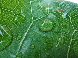 Colorful image of water drop on leaf. Macro photograph. Close up to object. photo