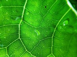 Colorful image of water drop on leaf. Macro photograph. Close up to object. photo