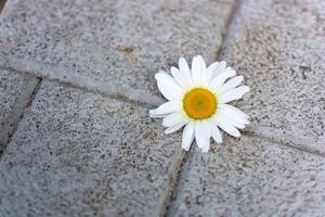 White camomile on concrete tile photo