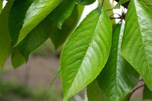 Green cherry leaves photo