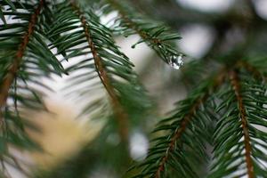 a drop of water on a spruce branch photo