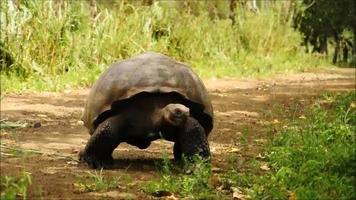 une tortue des galapagos marchant le long d'un chemin video