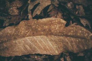 dry leaves autumn photo