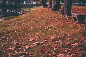 fall at park photo