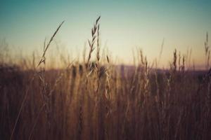 wild grass warm light photo