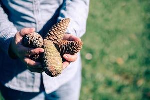 Senior woman holding pine cones in hands photo