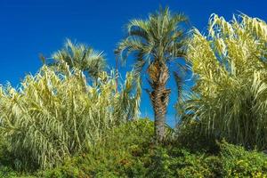 Palm trees in the park at Nice, France photo