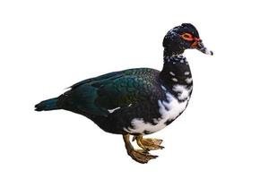 Muscovy duck on white background photo