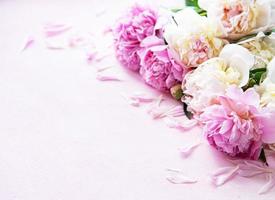 Background with pink peonies photo