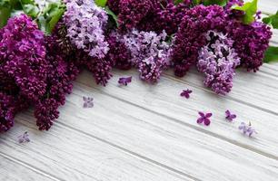 Lilac spring flower border photo