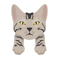 Pet Cat Concepts vector