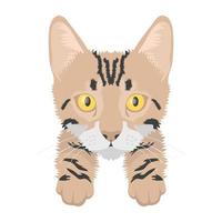 Conceptos de American Wirehair vector