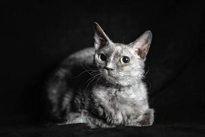 gray cat of breed brush sphinx lying on black velvet