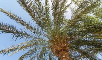 tropical background bottom view on the branches of a big palm tree photo